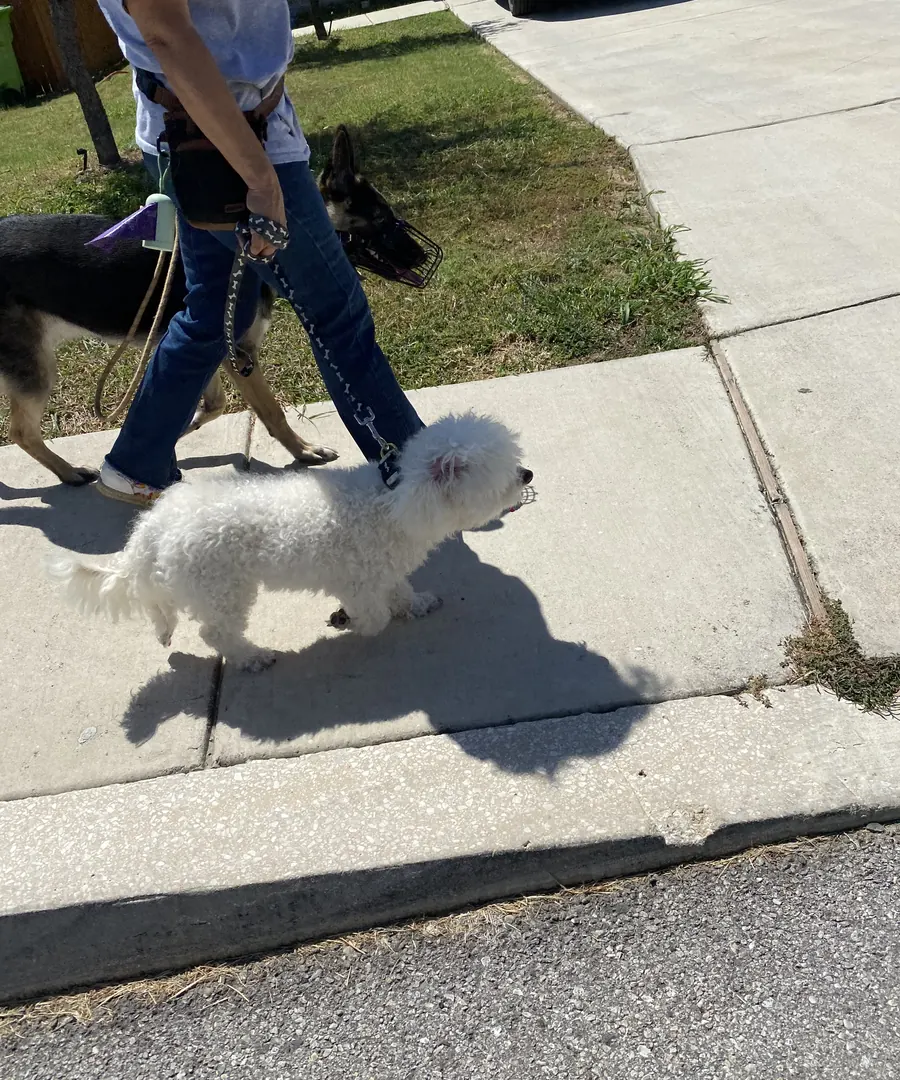 A dog walking past another dog without reacting