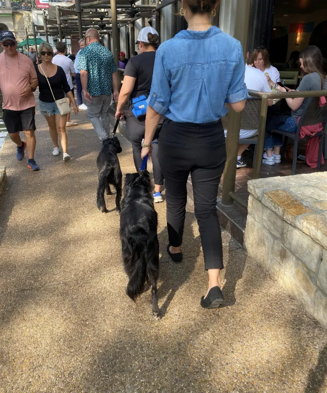 Yasmin walking two dogs together past a cafe