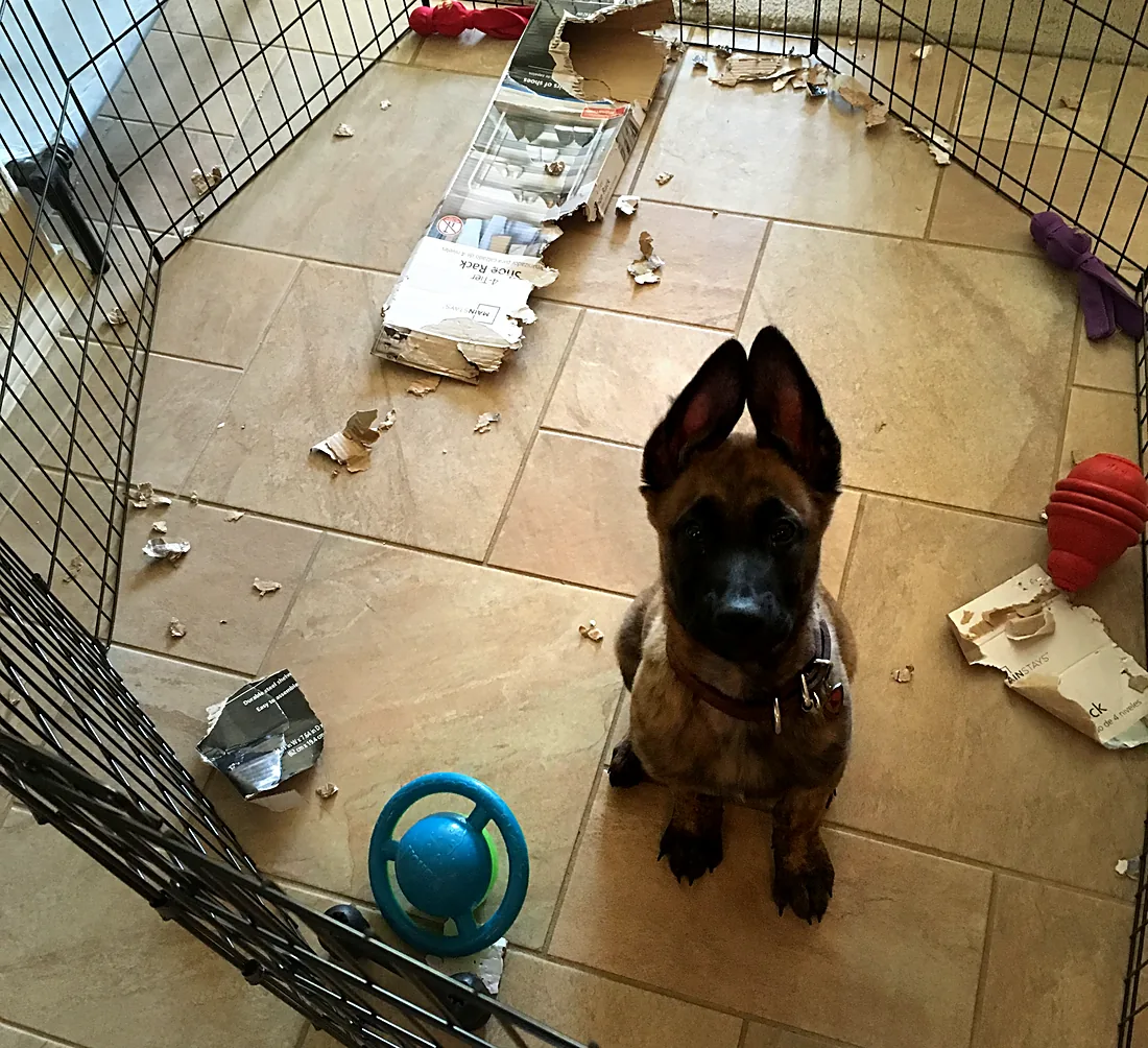 A puppy in a pen that has shredded its bedding