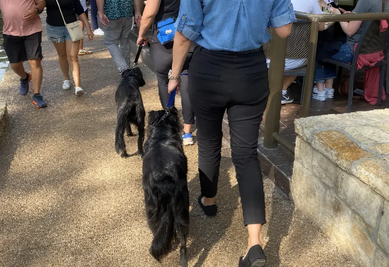 A dog walking past a busy patio without reacting
