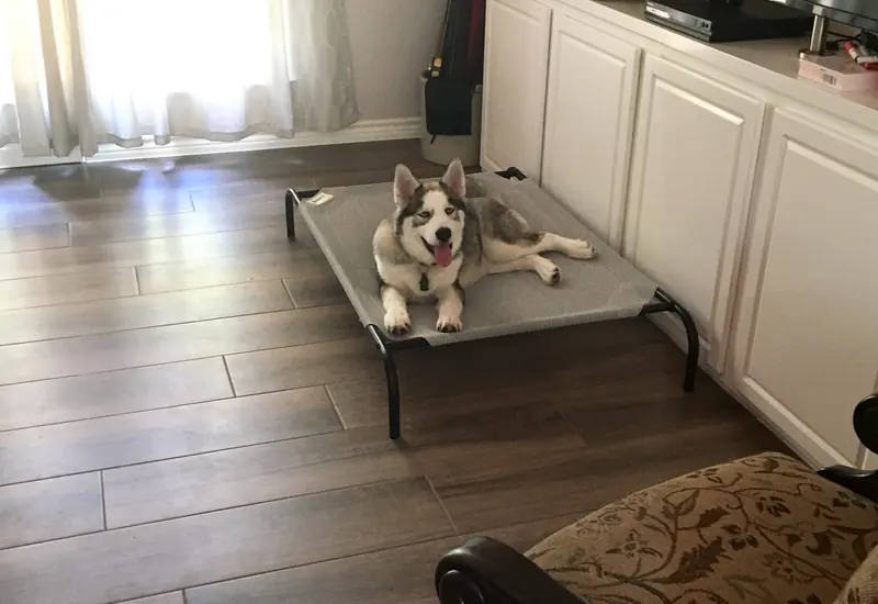 A husky resting on a place cot at home