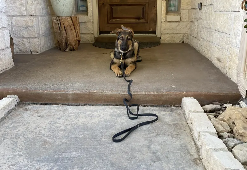 A young dog holding a settle on a front porch