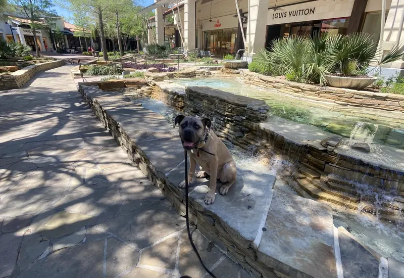 A young dog sitting calmly on a River Walk wall