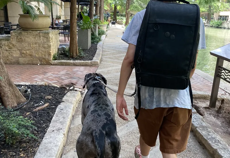 A dog walking at heel on a loose leash
