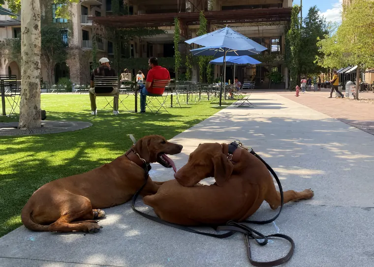 Two dogs holding a down-stay together outside a busy cafe