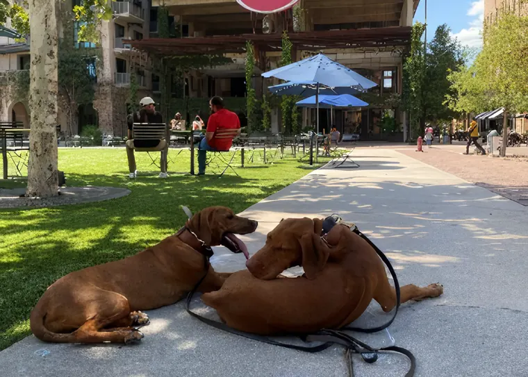 Two dogs settled together on a patio